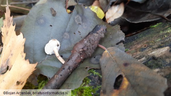 Polyporus brumalis