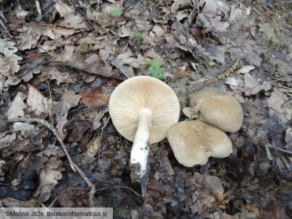 Lactarius pterosporus