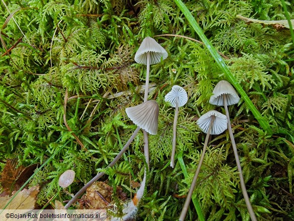 Mycena galopus