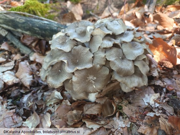 Polyporus umbellatus