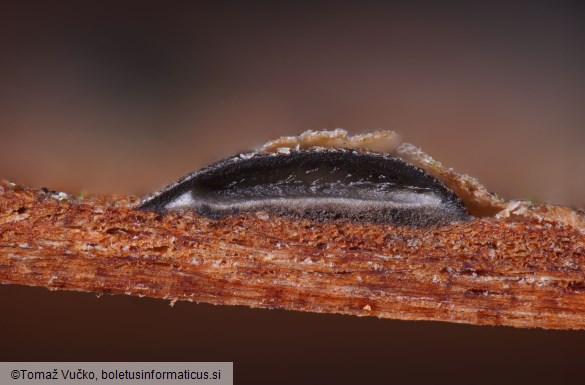 Therrya pini var. pini