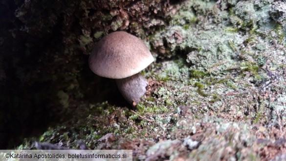 Tricholoma saponaceum