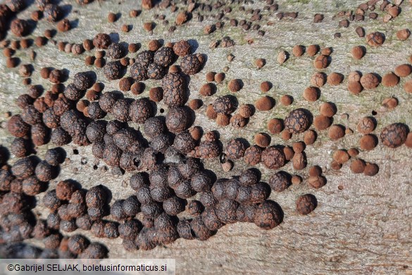 Hypoxylon fragiforme