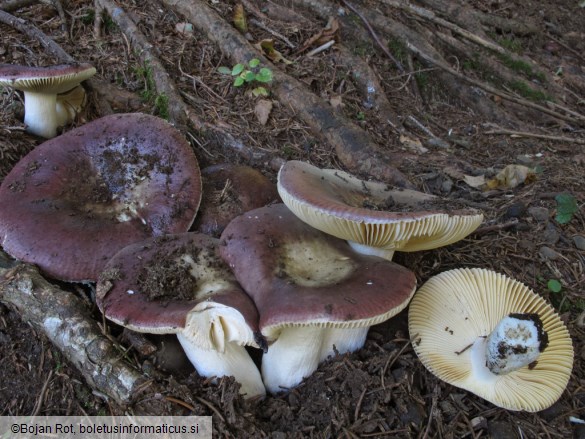 Russula integra