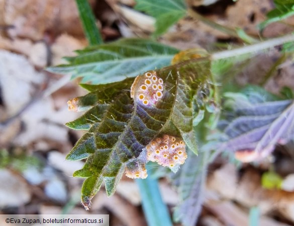 Puccinia urticata