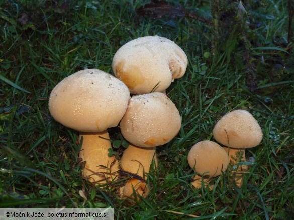 Phaeolepiota aurea