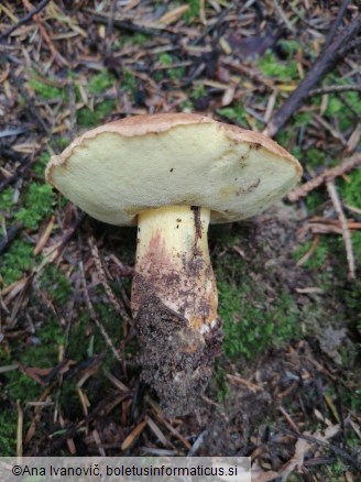 Butyriboletus appendiculatus