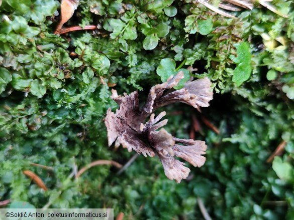 Thelephora caryophyllea