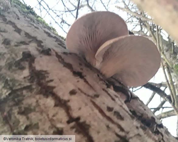 Pleurotus ostreatus