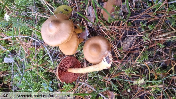 Cortinarius semisanguineus