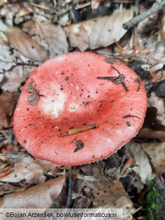 Russula emetica