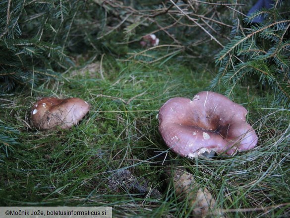 Russula amethystina