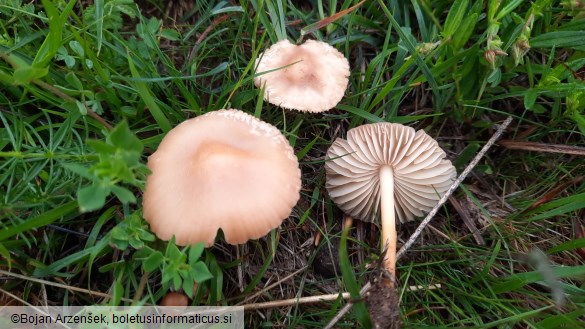 Marasmius oreades