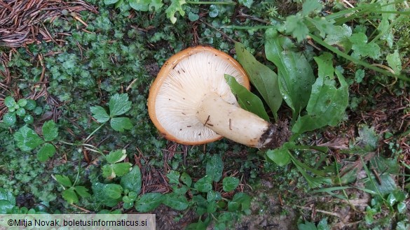 Lactarius zonarioides