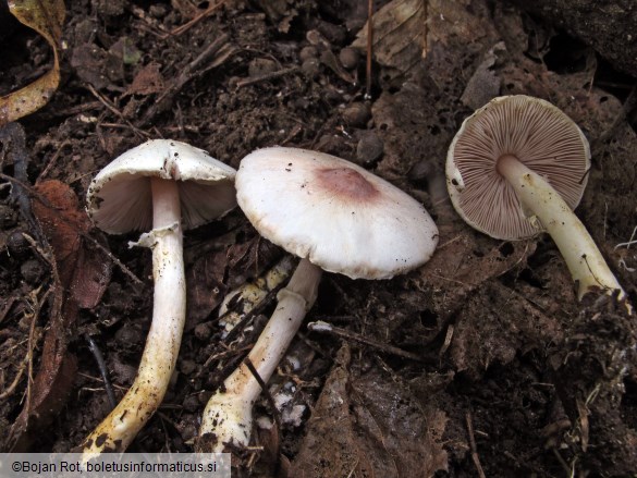 Agaricus semotus