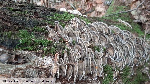 Bjerkandera adusta