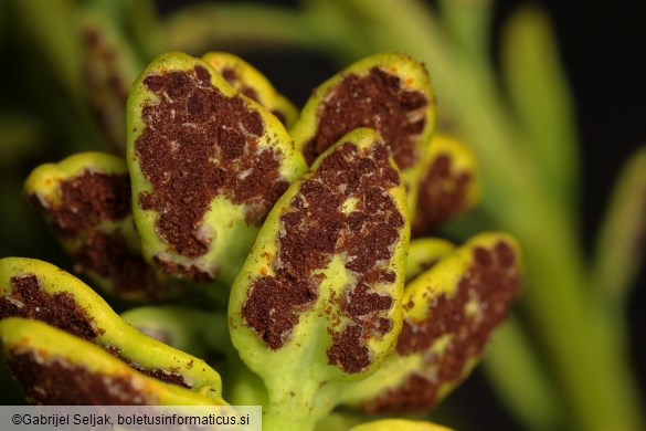 Uromyces scutellatus