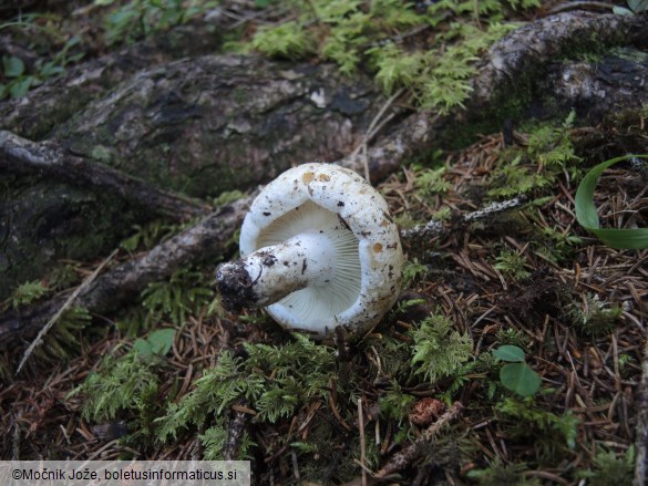 Russula delica