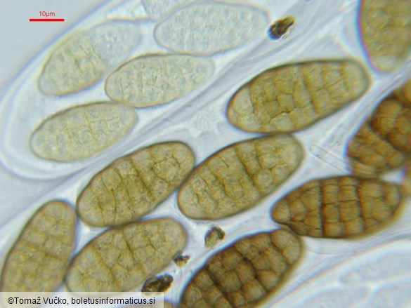 Hysterographium fraxini