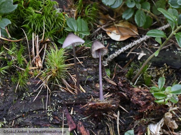 Mycena purpureofusca