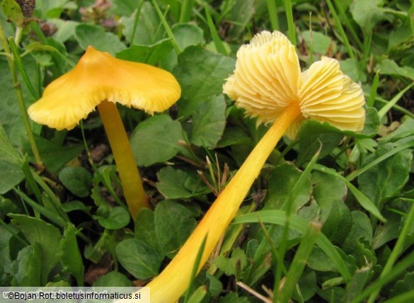 Hygrocybe acutoconica var. acutoconica