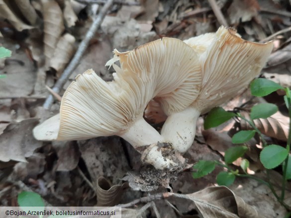 Lactarius illyricus