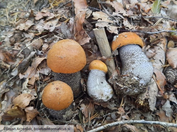 Leccinum versipelle