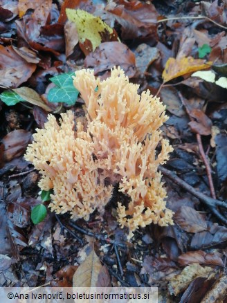 Ramaria formosa