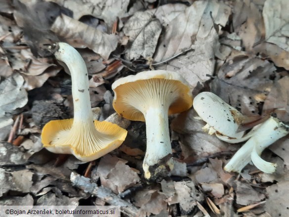 Cantharellus pallens