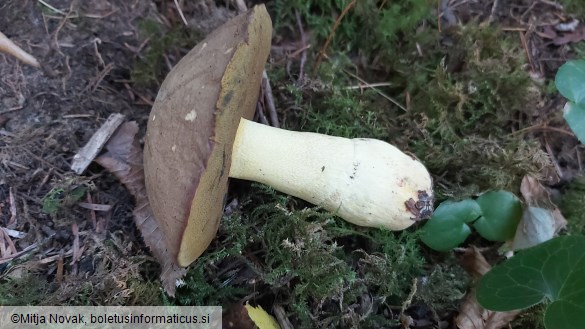 Butyriboletus roseogriseus