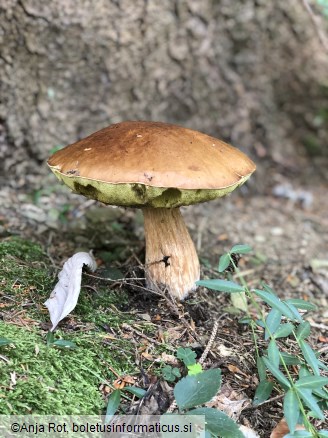 Boletus edulis