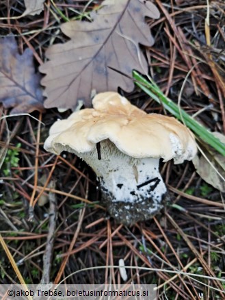 Hydnum repandum