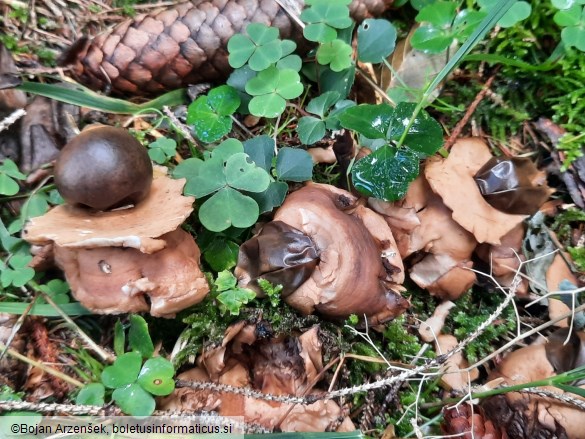 Geastrum triplex