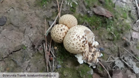 Scleroderma citrinum