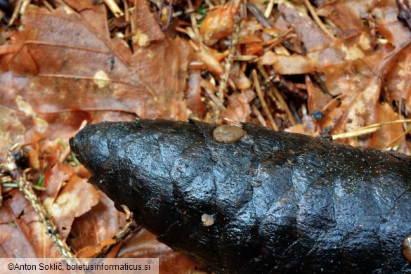 Adelphella babingtonii