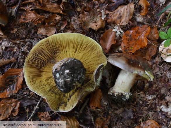 Cortinarius cupreorufus