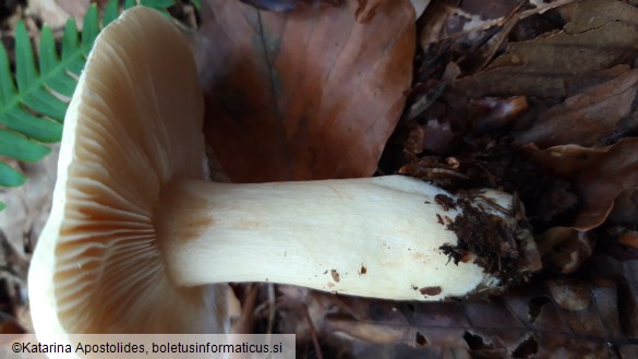 Russula fellea