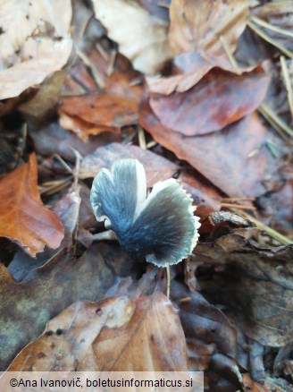 Entocybe nitida