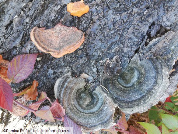 Pycnoporus cinnabarinus