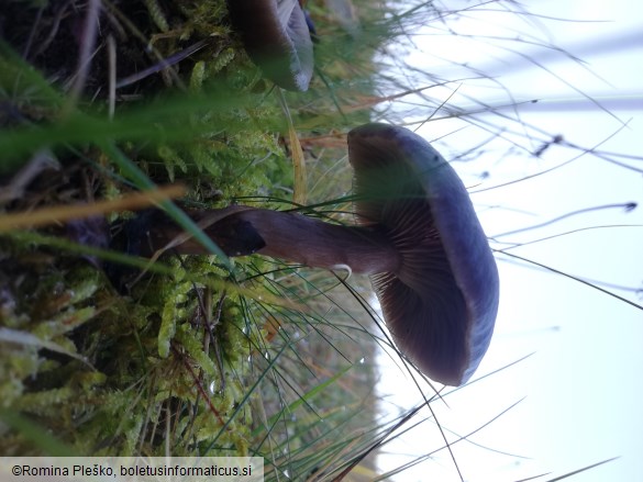 Pseudoclitocybe cyathiformis