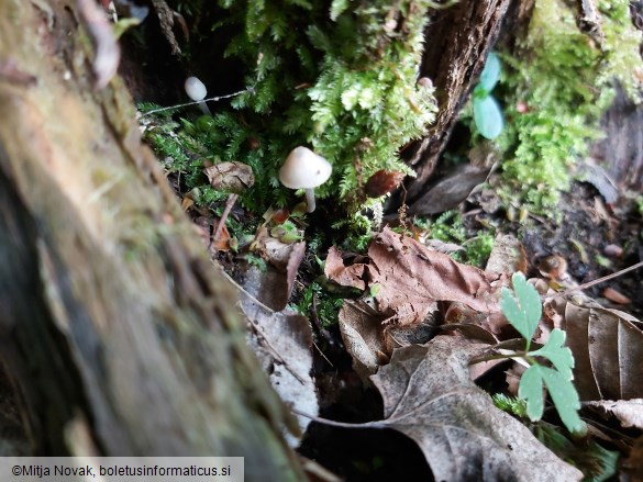 Mycena arcangeliana