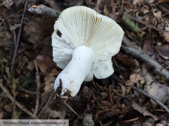 Russula ochroleuca