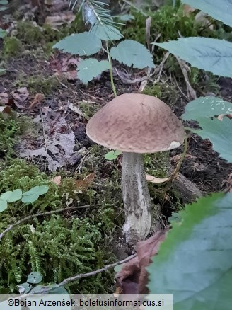 Leccinellum pseudoscabrum