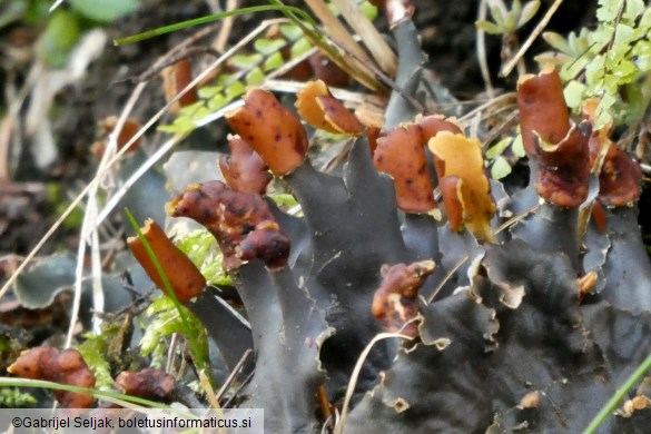 Peltigera hymenina