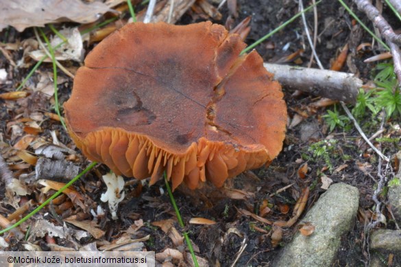 Cortinarius orellanus