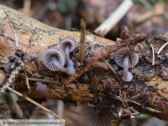 Mycena rubromarginata