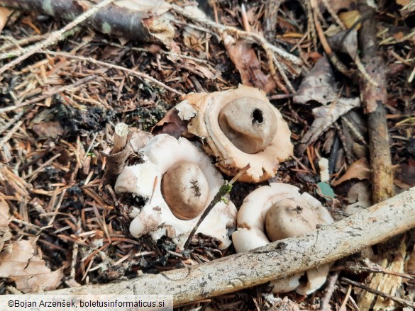 Geastrum fimbriatum