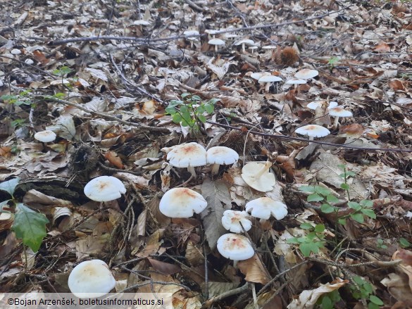 Rhodocollybia maculata