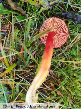 Hygrocybe coccinea