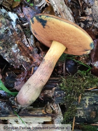 Boletus luridus